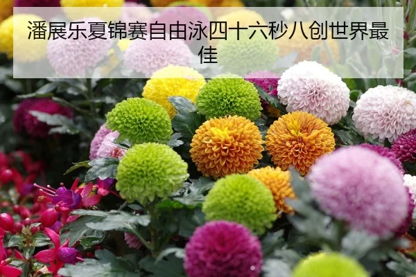 潘展乐夏锦赛自由泳四十六秒八创世界最佳